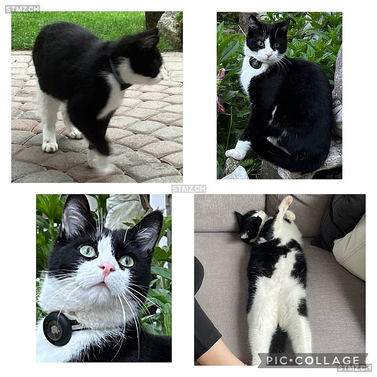 Jimmy — Hauskatze ♂, Vermisst seit 28.05.2024, Thun (BE)