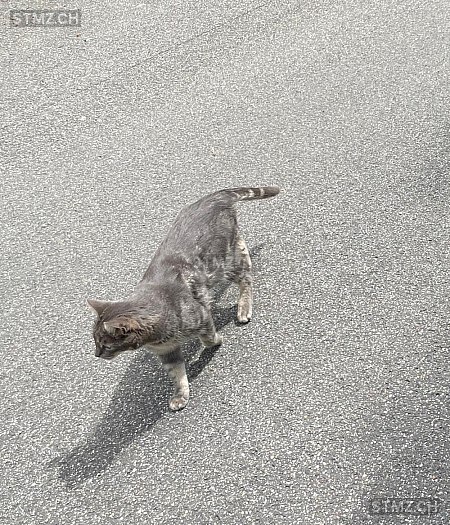 Elio — Hauskatze ♂, Vermisst seit 30.05.2024, Solothurn (SO)