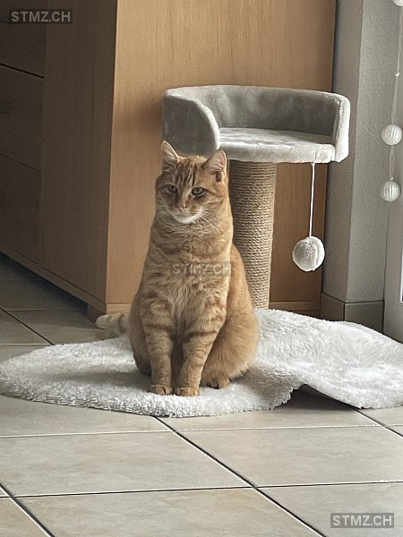 Artus — Hauskatze ♂, Vermisst seit 30.05.2024, Wasterkingen (ZH)