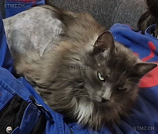 Fina — Hauskatze ♀, Vermisst seit 29.05.2024, Grub SG (SG)