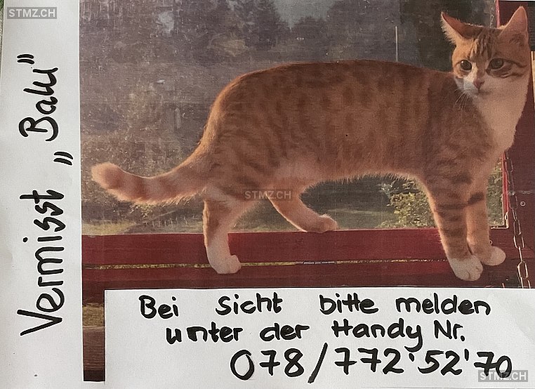 Balu — Hauskatze ♂, Vermisst seit 30.05.2024, Brienz BE (BE)