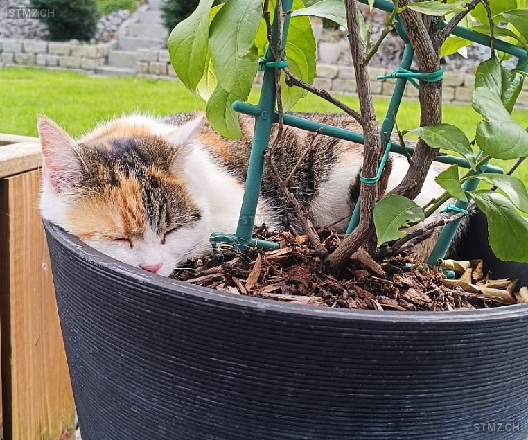 Finja — Hauskatze ♀, Vermisst seit 01.06.2024, Hunzenschwil (AG)