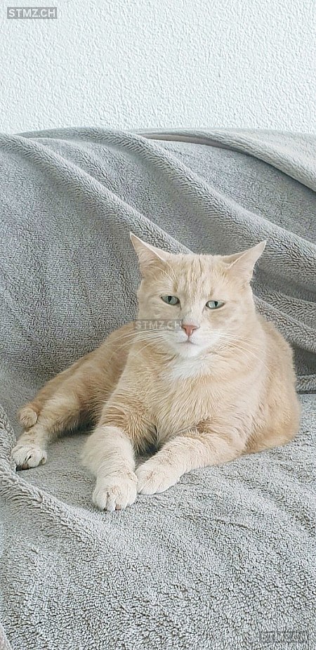 Bubu — Hauskatze ♂, Vermisst seit 25.05.2024, Kirchlindach (BE)