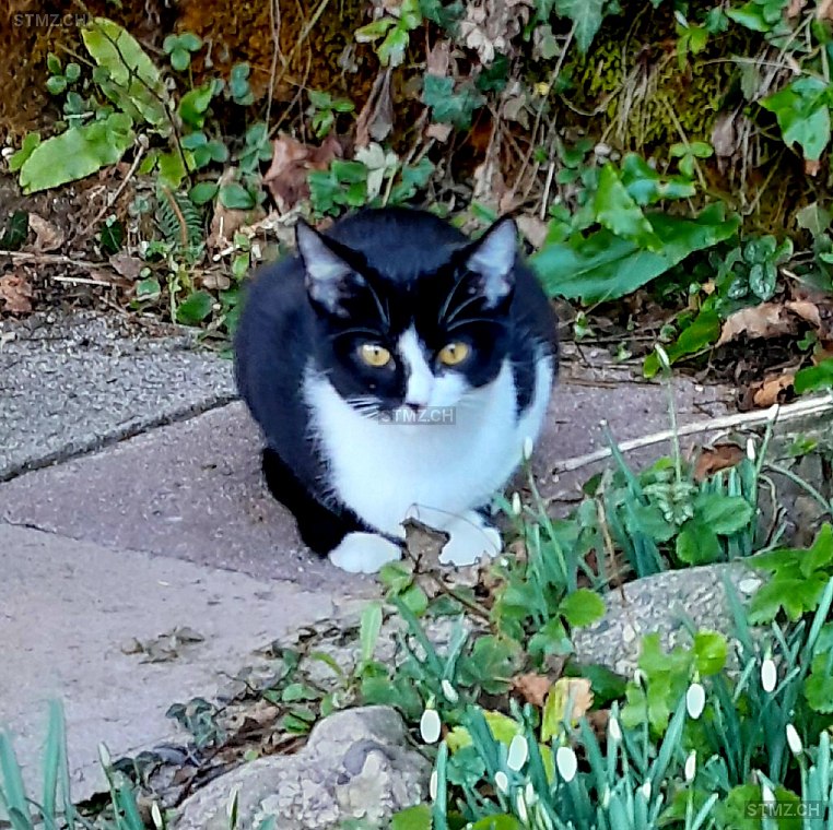 ISY — Katze ♀, Vermisst seit 04.01.2025, Goldau (SZ)