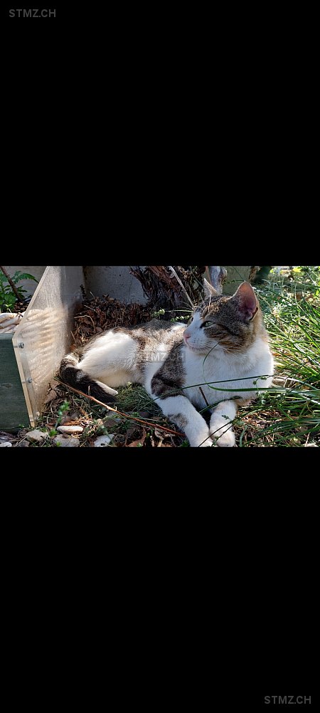 Fauchi — Hauskatze ♂, Vermisst seit 06.05.2024, Fahrwangen (AG)