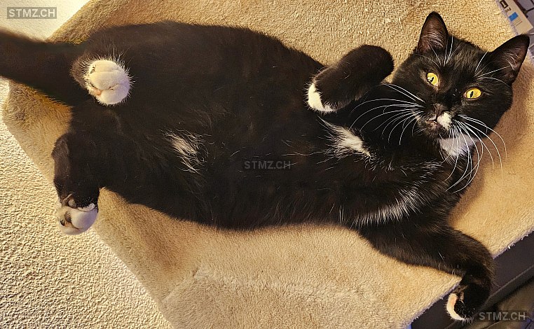 Mia — Hauskatze ♀, Vermisst seit 02.06.2024, Lyss (BE)