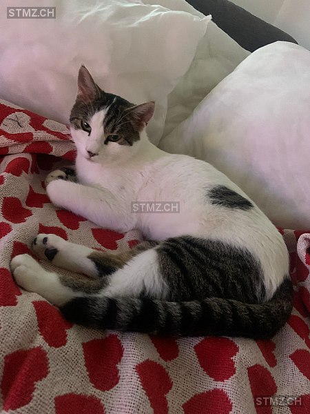 Lumpi — Hauskatze ♂, Vermisst seit 06.05.2024, Intragna (TI)