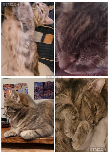 Chipsy — Hauskatze ♀, Vermisst seit 19.05.2024, Kirchlindach (BE)