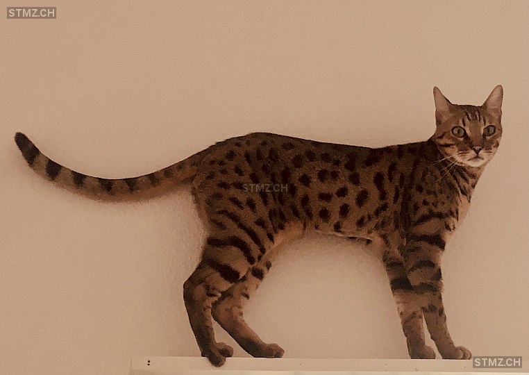 Chili — Bengalen ♂, Vermisst seit 04.06.2024, Alikon (AG)