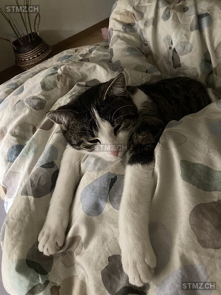 Mina — Hauskatze ♀, Vermisst seit 07.06.2024, Bern (BE)