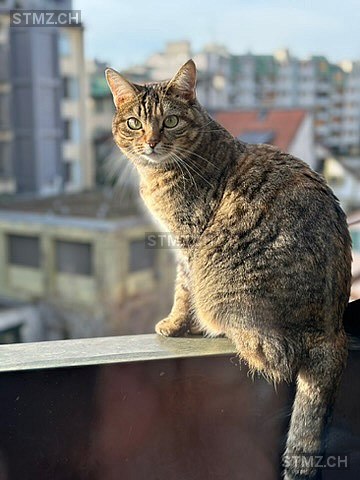 Sushi — Hauskatze ♀, Vermisst seit 04.06.2024, Genève (GE)