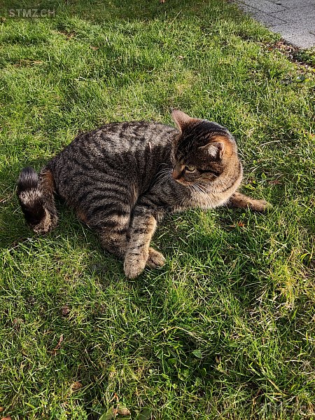 Cory — Hauskatze ♂, Vermisst seit 03.06.2024, Biezwil (SO)