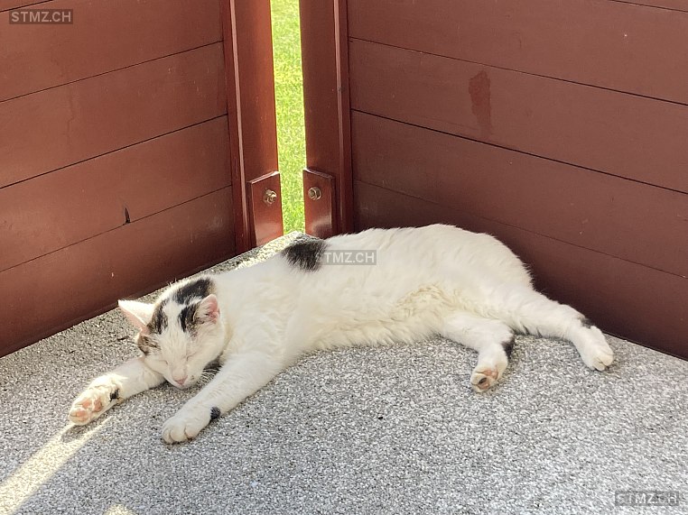 Charly — Hauskatze ♂, Vermisst seit 06.06.2024, Hedingen (ZH)