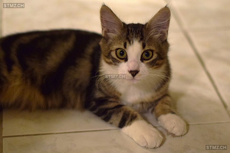 Spike — Hauskatze ♂, Vermisst seit 13.05.2024, Avully (GE)