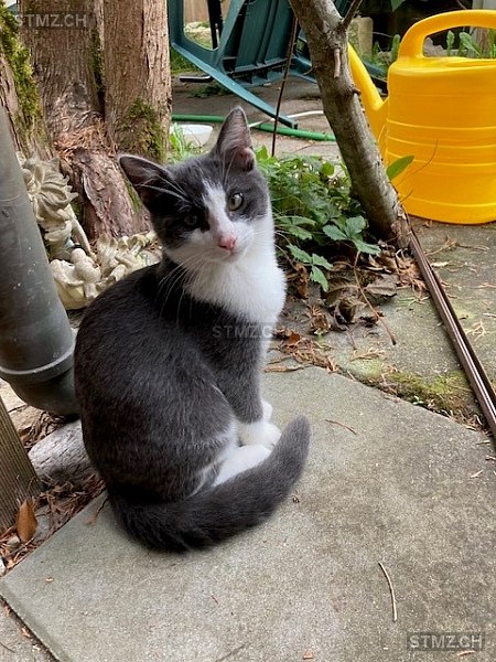 Gandalf,oder eher Schnüggeli oder Bubbeli — Hauskatze ♂, Vermisst seit 17.05.2024, St-Ursanne (JU)