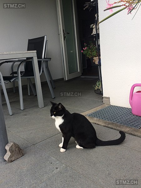 Zilly — Hauskatze ♀, Vermisst seit 05.06.2024, Münsingen (BE)