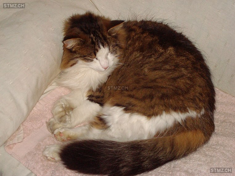 Züsi — Norwegische Waldkatze ♀, Vermisst seit 08.06.2024, Aedermannsdorf (SO)