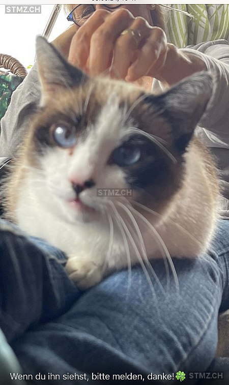 Johnny — Siamkatze ♂, Vermisst seit 08.06.2024, Eriz (BE)