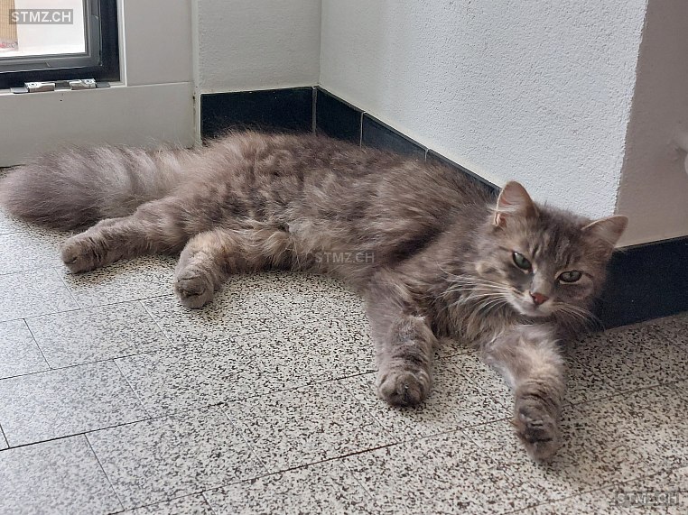 Möpsi — Hauskatze ♀, Vermisst seit 05.06.2024, Wollerau (SZ)