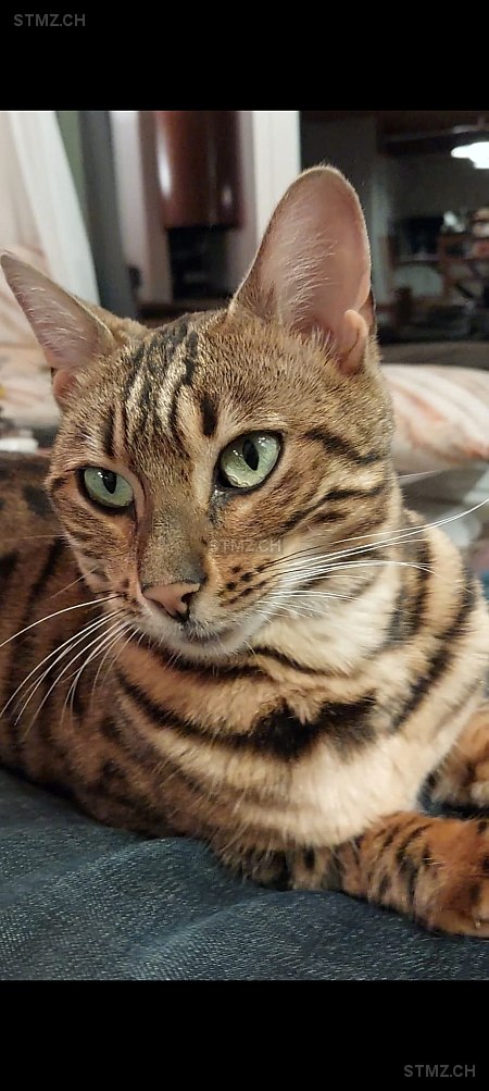 Sarabi — Bengalen ♀, Vermisst seit 31.05.2024, Jongny (VD)