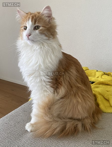Manny — Hauskatze ♂, Vermisst seit 09.06.2024, Etziken (SO)