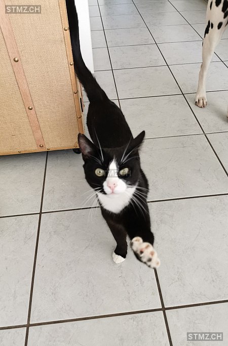 Finn — Hauskatze ♂, Vermisst seit 24.05.2024, Thun (BE)