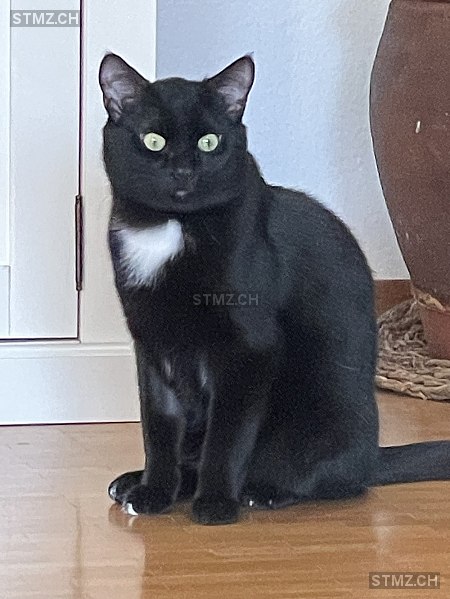 Charlie — Hauskatze ♂, Vermisst seit 09.06.2024, Schleinikon (ZH)