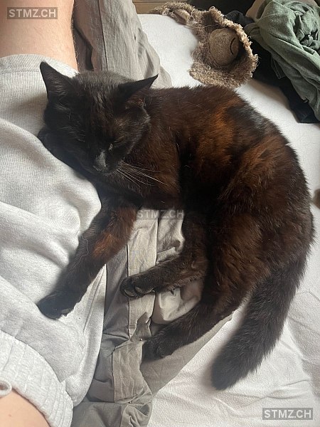 Mogli — Hauskatze ♂, Vermisst seit 11.06.2024, Leibstadt (AG)