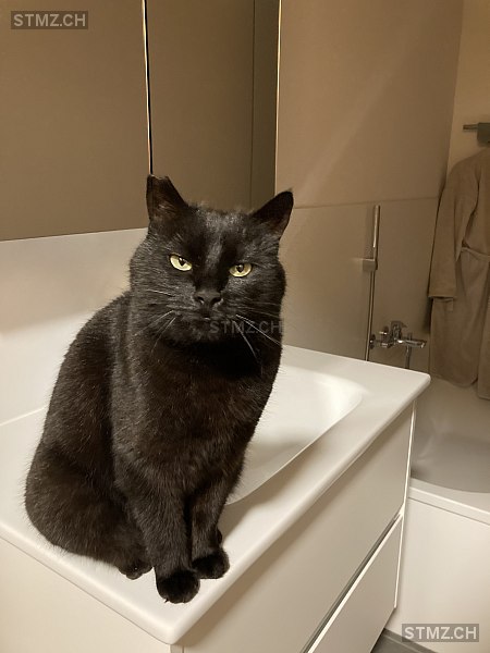 Boncuk — Hauskatze ♀, Vermisst seit 12.06.2024, Altbüron (LU)