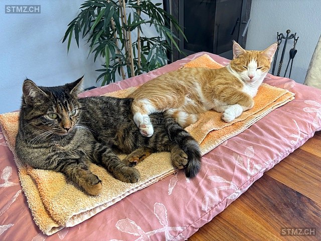 Carmelo — Hauskatze ♂, Vermisst seit 11.06.2024, Hombrechtikon (ZH)