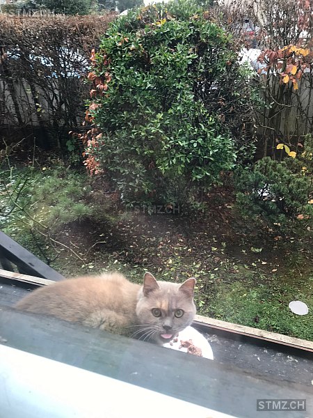 Ginger — Hauskatze ♀, Vermisst seit 10.03.2023, Cointrin (GE)