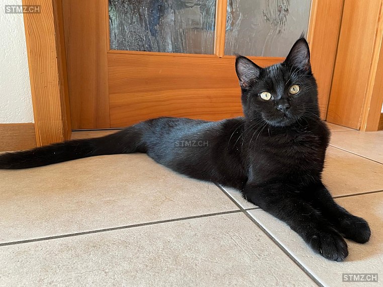 Lupin (Franz.: „Lüpä“) — Hauskatze ♂, Vermisst seit 26.05.2024, Oeschenbach (BE)