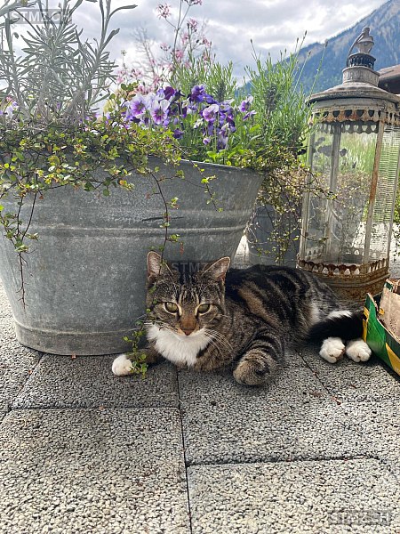 Findus — Hauskatze ♂, Vermisst seit 04.06.2024, Hondrich (BE)