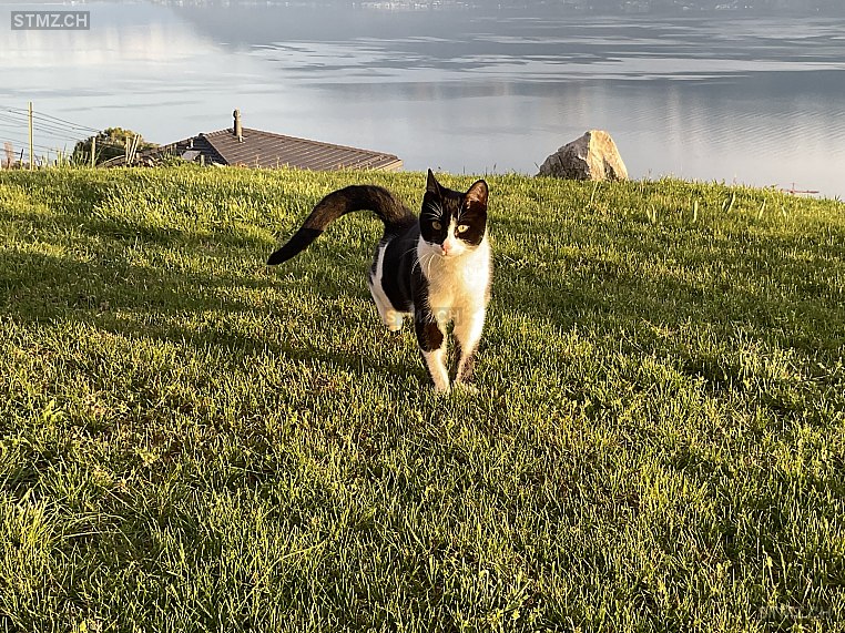 Sasha — Hauskatze ♂, Vermisst seit 14.06.2024, Grandvaux (VD)