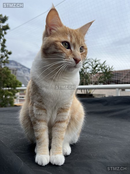 Pixie — Hauskatze ♀, Vermisst seit 18.05.2024, Troinex (GE)