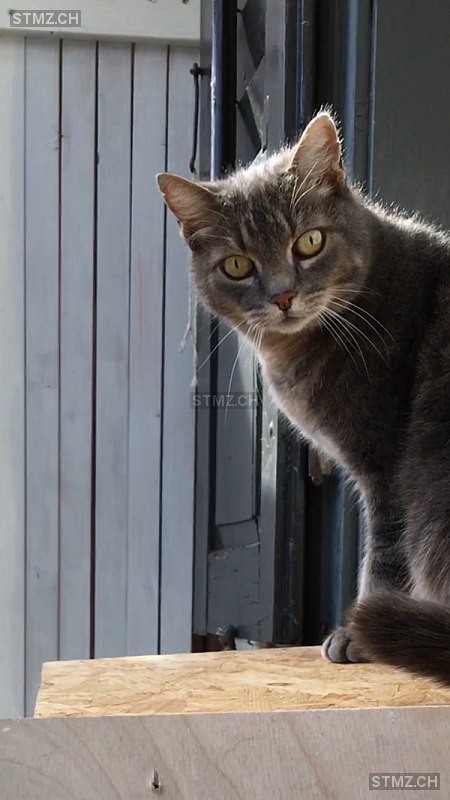 Mikkelli — Hauskatze ♂, Vermisst seit 05.10.2023, Romanshorn (TG)