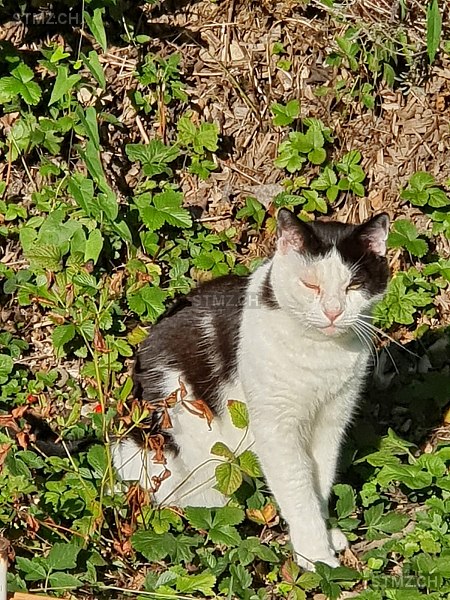 Moritz — Hauskatze ♂, Vermisst seit 08.06.2024, Münchwilen AG (AG)