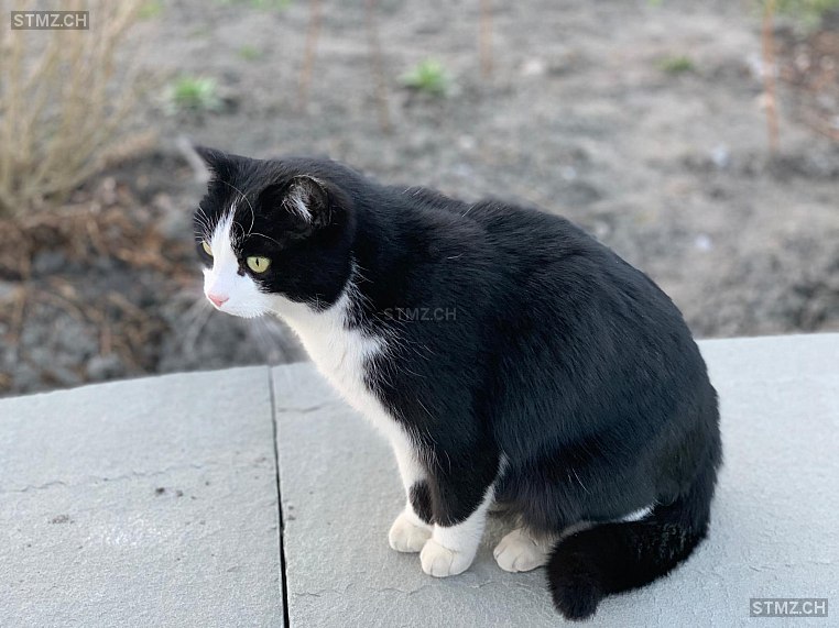 Felix — Hauskatze ♂, Vermisst seit 13.06.2024, Salez (SG)