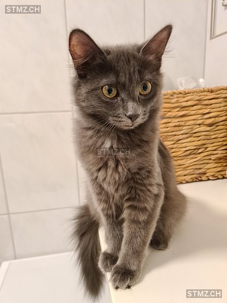 Eli — Kartäuser ♀, Vermisst seit 14.06.2024, Bennau (SZ)