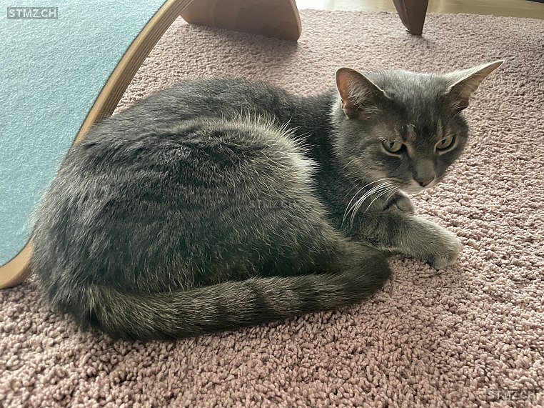 Kojak — Hauskatze ♂, Vermisst seit 26.04.2024, Volketswil (ZH)