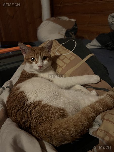  Bueb / Kater — Hauskatze ♂, Vermisst seit 16.06.2024, Mühlethurnen (BE)