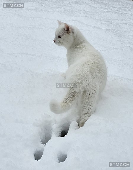 Vermisste Katzen #342097 — Hauskatze ♂, Vermisst seit ?, Würenlos (AG)