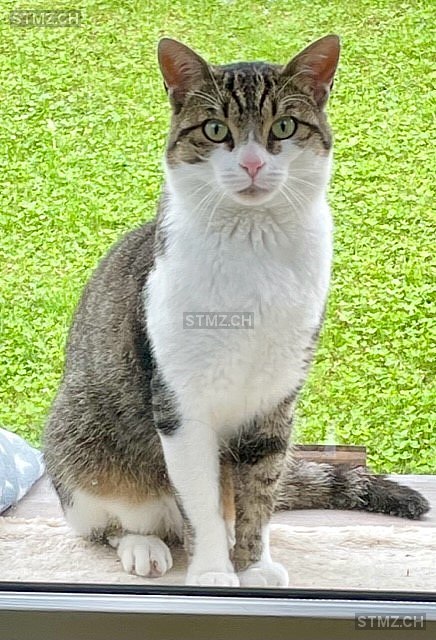 Vermisste Katzen #342136 — Hauskatze ♂, Vermisst seit ?, Altstätten (SG)