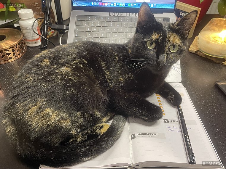 Minnie — Hauskatze ♀, Vermisst seit 14.06.2024, Russikon (ZH)