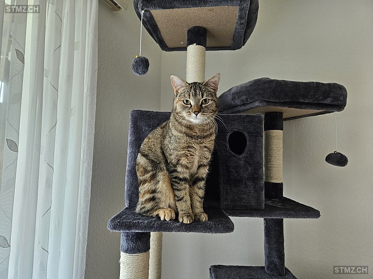 Mia — Hauskatze ♀, Vermisst seit 14.06.2024, Niederglatt ZH (ZH)