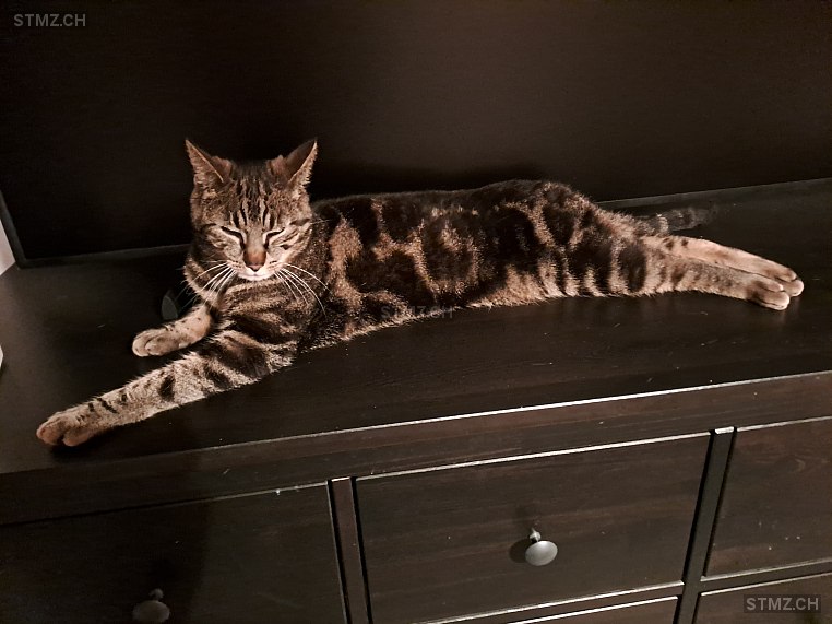 Schmus — Hauskatze ♂, Vermisst seit 16.06.2024, Birmensdorf ZH (ZH)