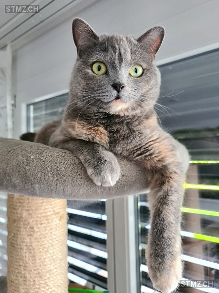 Mili — Hauskatze ♀, Vermisst seit 17.06.2024, Bätterkinden (BE)