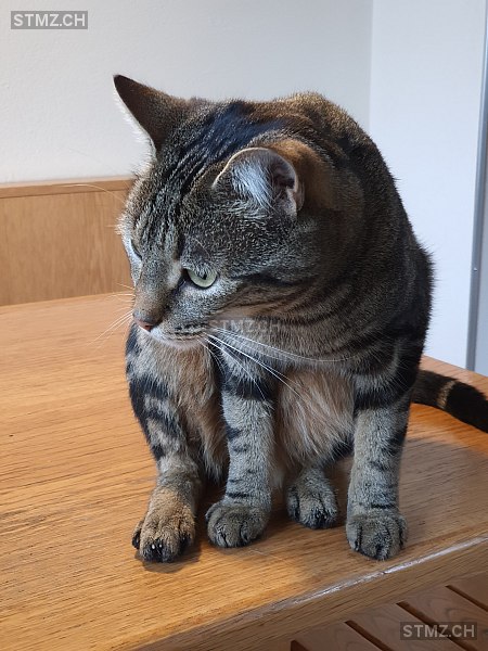 Lucky — Hauskatze ♂, Vermisst seit 17.06.2024, Spiez (BE)