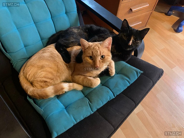 Kaijnka — Hauskatze ♀, Vermisst seit 09.06.2024, Mamishaus (BE)