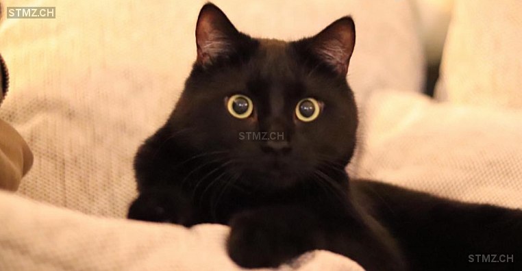 Vin — Hauskatze ♂, Vermisst seit 16.06.2024, Therwil (BL)